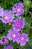 STOKESIA LAEVIS KLAUS JELLITO