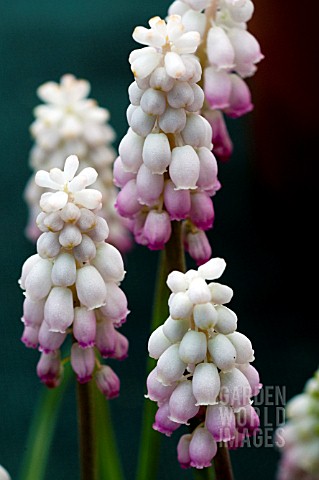 MUSCARI_ARMENIACUM_GUL