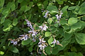 DESMODIUM ELEGANS SYN. D. TILIIFOLIUM