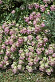 ORIGANUM KENT BEAUTY