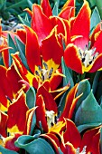 TULIPA SCHRENKII