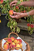 HARVESTING PEACH LACRIMA