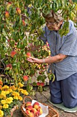 HARVESTING PEACH LACRIMA