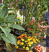 HARVESTING PEACH LACRIMA