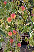 WEEPING PEACH LACRIMA