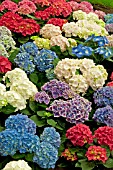 HYDRANGEA HYBRIDS