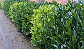 HEDGE OF PRUNUS OTTO LUYKEN AND SKIMMIA