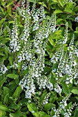 LYSIMACHIA CANDELA