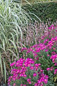 AUTUMN BORDER, ASTER, PERSICARIA & MISCANTHUS