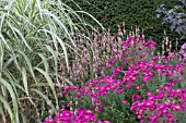 AUTUMN BORDER  MISCANTHUS, PERSICARIA, ASTER