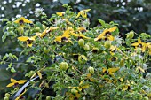 CLEMATIS GOLDEN TIARA