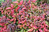 NANDINA DOMESTICA PYGMAEA