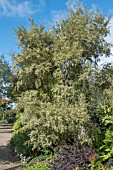 AZARA MICROPHYLLA VARIEGATA