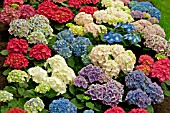 HYDRANGEA HYBRIDS