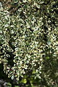 AZARA MICROPHYLLA VARIEGATA