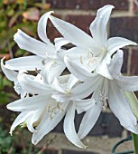 AMARYLLIS BELLADONNA ALBA