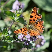 COMMA BUTTERFLY