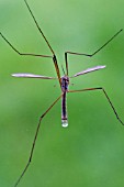 CRANE FLY