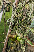 TOMATO BLIGHT (PHYTOPHERA INFESTANS)