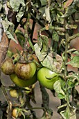 TOMATO BLIGHT (PHYTOPHORA INFESTANS)