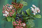 VIBURNUM TINUS GWENILLIAN