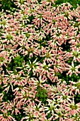 ERICA VERSICOLOR HYBRID