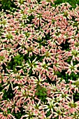 ERICA VERSICOLOR HYBRID