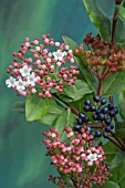 VIBURNUM TINUS GWENILLIAN