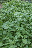 GREEN MUSTARD MANURE CALIENTE