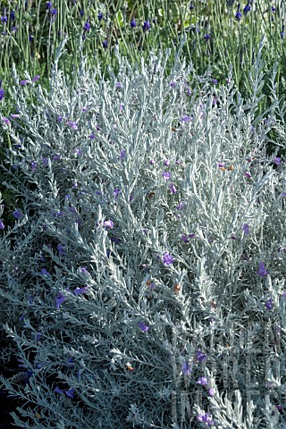 EREMOPHILA_NIVEA