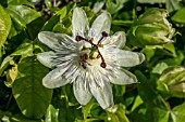 PASSIFLORA CAERULEA CONSTANCE ELLIOTT