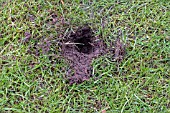 SQUIRREL DAMAGE TO LAWN