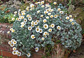 RHODANTHEMUM HOSMARIENSE