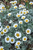 RHODANTHEMUM HOSMARIENSE