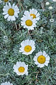 RHODANTHEMUM HOSEMARIENSE