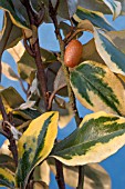 ELEAGNUS X SUBMACROPHYLLA GILT EDGE AGM FRUIT AND FLOWERS