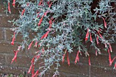 ZAUSCHNERIA CALIFORNICA OLBRICH SILVER