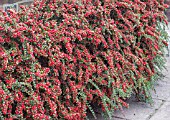 COTONEASTER HORIZONTALIS