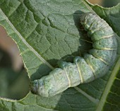 CUT WORM CATERPILLAR