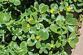 PORTULACA OLERACEA