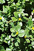 PORTULACA OLERACEA