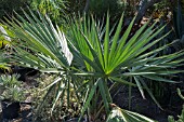 SABLE PALMETUM