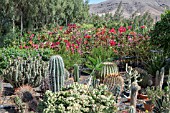 GARDEN CENTRE CANARY ISLANDS