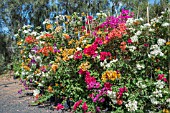 BOUGAINVILLEA MIXED