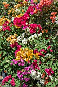 BOUGAINVILLEA MIXED