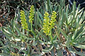 ALOE RAMOSISIMA