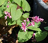 ANTIGONON LEPTOPUS