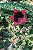 STAPELIA LEENDERTZIAE FORM CRISTATA