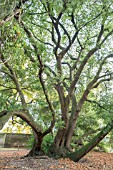 QUERCUS ILEX 500 YEAR SPECIMEN AT FULHAM  PALACE, LONDON