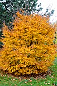 FAGUS SYLVATICA HETEROPHYLLA IN AUTUMN